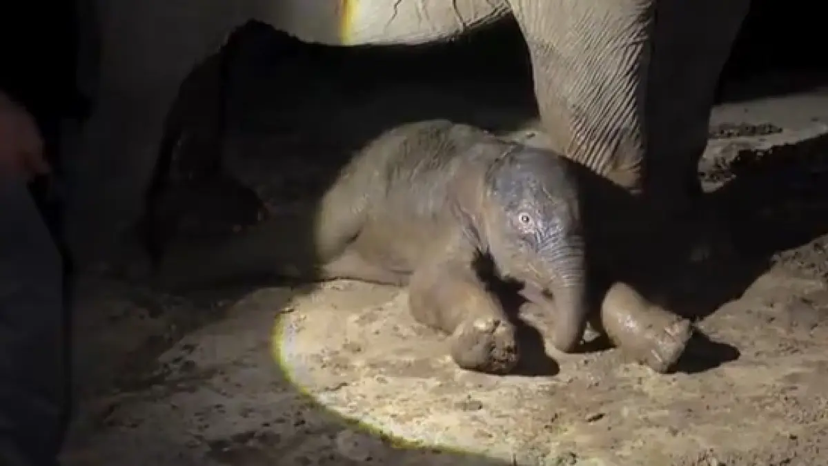 Cuplikan video yang menunjukkan bayi gajah berjenis kelamin laki-laki yang baru lahir di Taman Nasional Tesso Nilo. (Sumber: Instagram @btn.tessonilo)