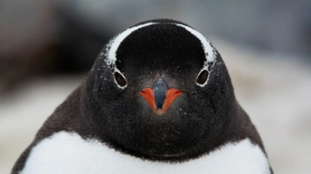 Penguin Gentoo yang kini diidentifikasi memiliki empat spesies. (Sumber: UC Berkeley/Claudia Ulloa).