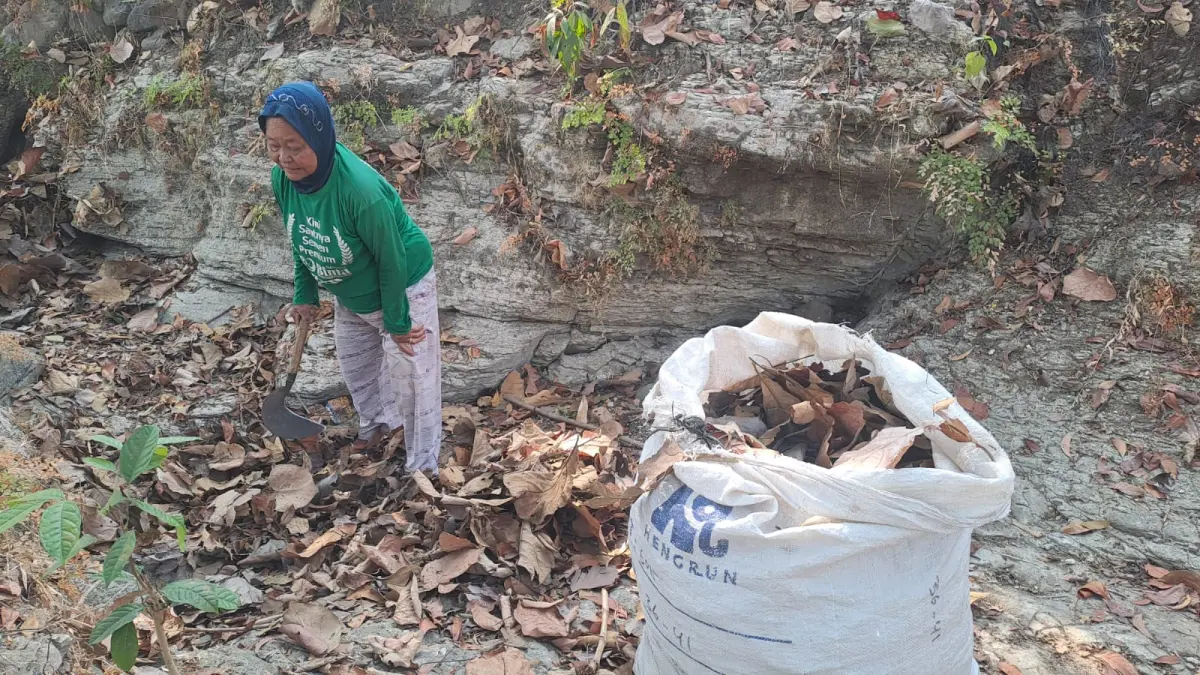 MENANTI HUJAN: Wartini mengumpulkan daun kering yang akan digunakan sebagai bahan pupuk kompos di lahan pertaniannya, Kalurahan Kampung, Ngawen, Gunungkidul. Kekeringan membuat aktivitas bercocok tanam terhenti selama lebih dari tiga bulan. (Dzika Fajar/Radar Jogja)