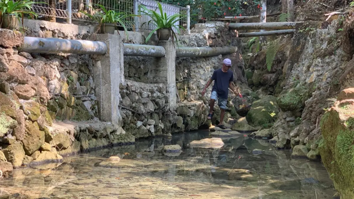BERSIH: Petugas kebersihan Ekowisata Sungai Mudal membersihkan daun hingga ranting yang masuk ke dalam kolam. (ANOM BAGASKORO/RADAR JOGJA)