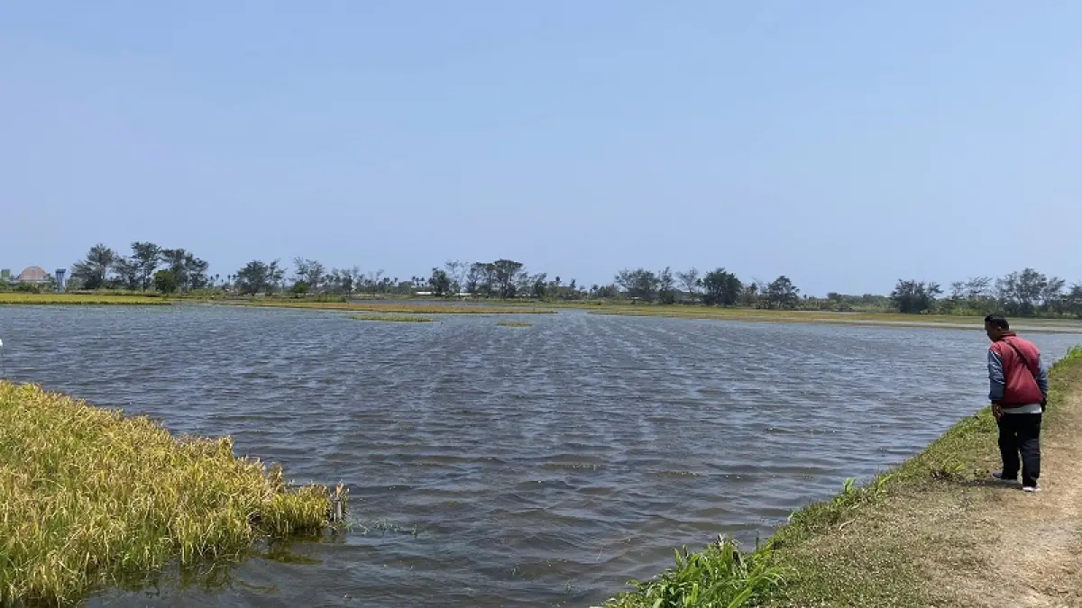 Gelombang Tinggi Sumbat Muara Opak, Puluhan Hektare Sawah Terendam 