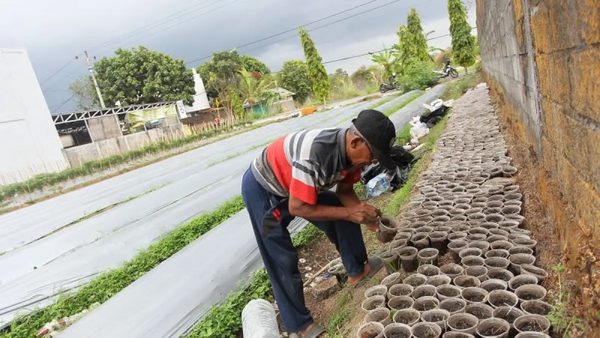 Lahan Pertanian DIY Menyusut 200 Hektare per Tahun, DPRD Usulkan 2027 Jadi Tahun Menanam