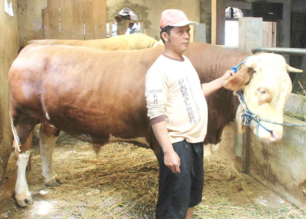 JUMBO: Nur Waluyo memperlihatkan sapinya yang memiliki berat 1,2 ton. Sapi ini sudah ditawar Rp 70 juta tapi belum dilepas.(Foto:Adi Daya Perdana/Radar Jogja)