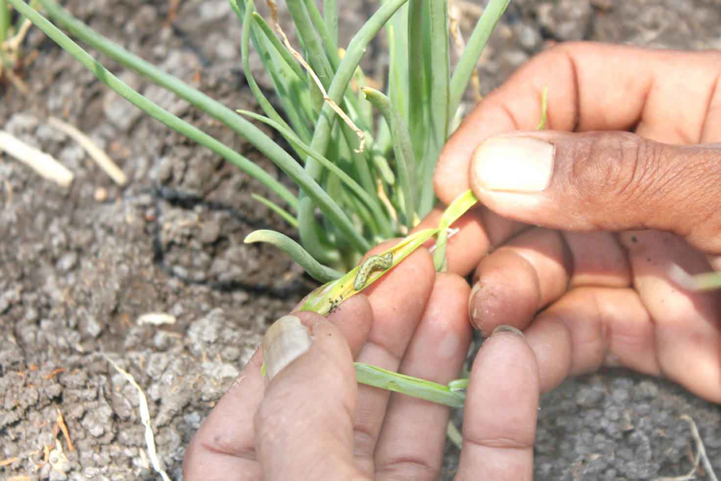 HARUS TELATEN: Petani bawang merah di Desa Demangrejo, Sentolo, telaten menyiangi tanaman bawang mereka dari serangan ulat daun, kemarin (31/8).(Foto:HENDRI UTOMO/RADAR JOGJA)
