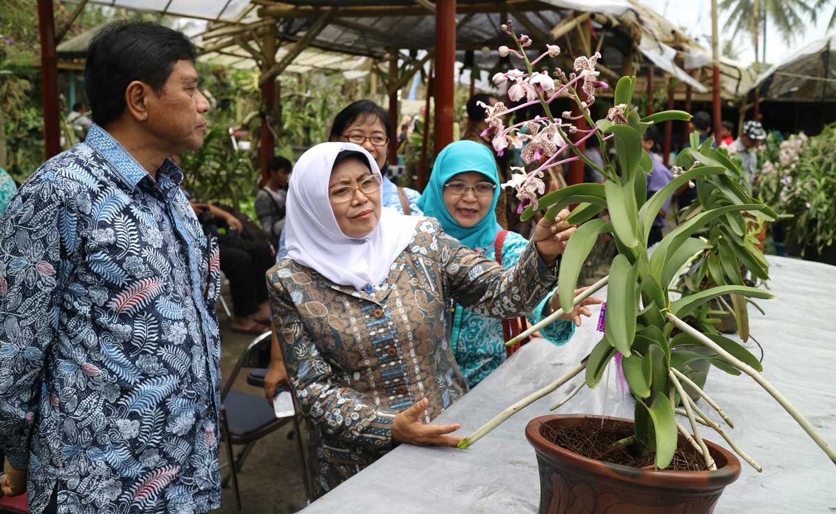 KHAS SLEMAN: Wabup Sleman Sri Muslimatun  mengamati anggrek Vanda Tricolor di Taman Anggrek Titi Orchids Harjobinangun, Pakem, Sleman, Sabtu (15/10).(Foto:DWI AGUS/Radar Jogja)