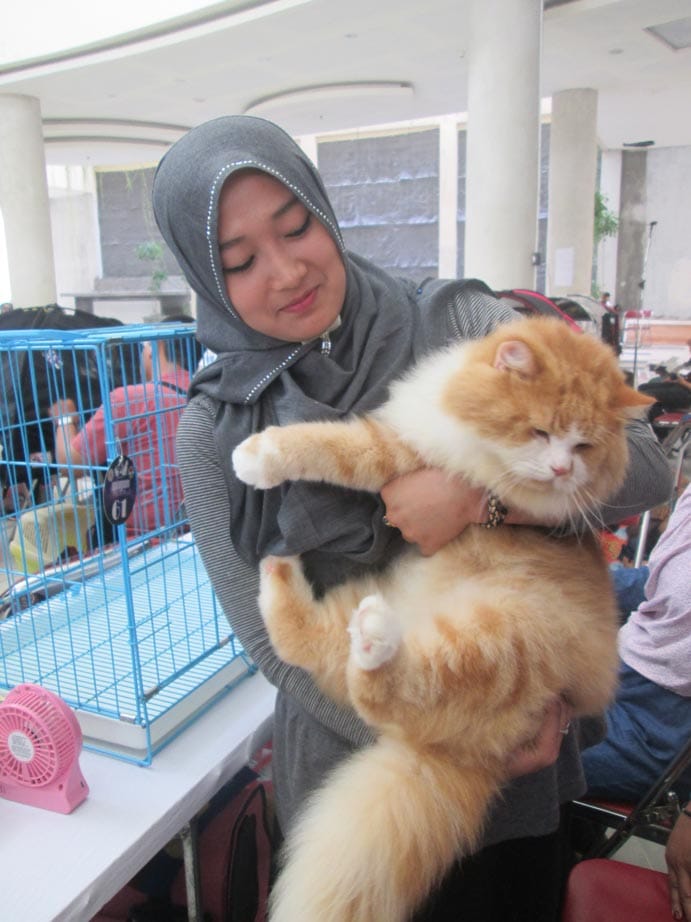 BINATANG KESAYANGAN: Tak hanya kucing dan anjing, kelinci ras juga banyak digemari.  Kucing mainecoon dengan bulu yang lebat membutuhkan perawatan khusus. (VITA WAHYU HARYANTI/RADAR JOGJA)