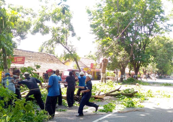 ANTISIPASI BENCANA: Petugas DPUP Bantul memangkas pohon perindang di Jalan Jenderal Soedirman kemarin (17/11). Pemangkasan pohon demi meminimalisasi dampak negatif saat terjadi hujan dan angin kencang.Foto: (Zakki Mubarrak/Radar Jogja)