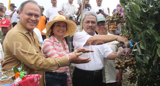 Penjabat Bupati Kulonprogo Budi Antono saat panen raya kelengkeng di Kalibawang. (Foto: Hendri Utomo/Radar Jogja Online)