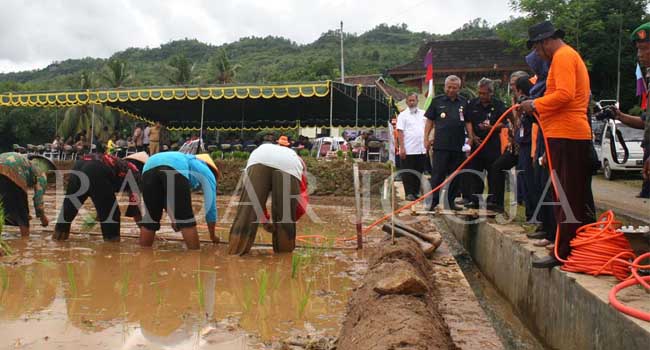 Bupati Bantul Suharsono menyaksikan penanaman padi dalam Pencanangan Persiapan Musim Tanam 2016-2017 di Dusun Srunggo II, Selopamioro, Imogiri, Rabu (14/12). (Foto: Zaki Mubarok/Radar Jogja Online)