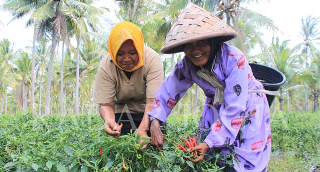 Petani cabai merah kriting Desa Harongan, Kecamatan Panjatan, Kulonprogo memasuki musim panen. (Foto: Hendri Utomo/Radar Jogja Online)