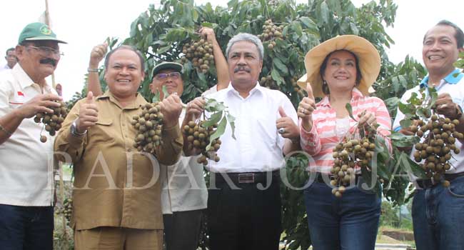 Panen raya kelengkeng di Agrowisata Embung Tononegoro, Desa Banjaroyo, Kalibawang Rabu (7/12). (Foto: Hendri Utomo/Radar Jogja Online)