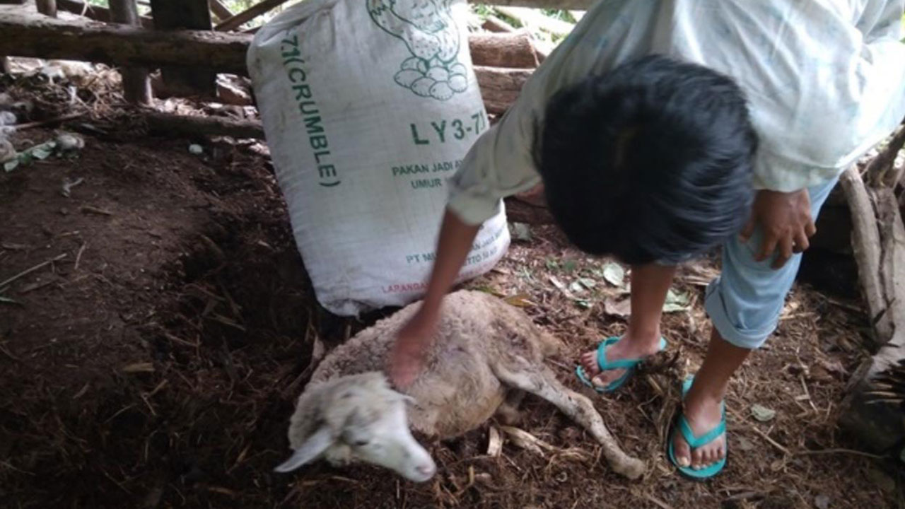 MISTERIUS: Salah satu kambing warga yang ditemukan mati mendadak. Dari belasan ternak yang diserang, semuanya diisap darahnya dan sedikit dimakan jeroannya.(GUNAWAN/RADAR JOGJA)