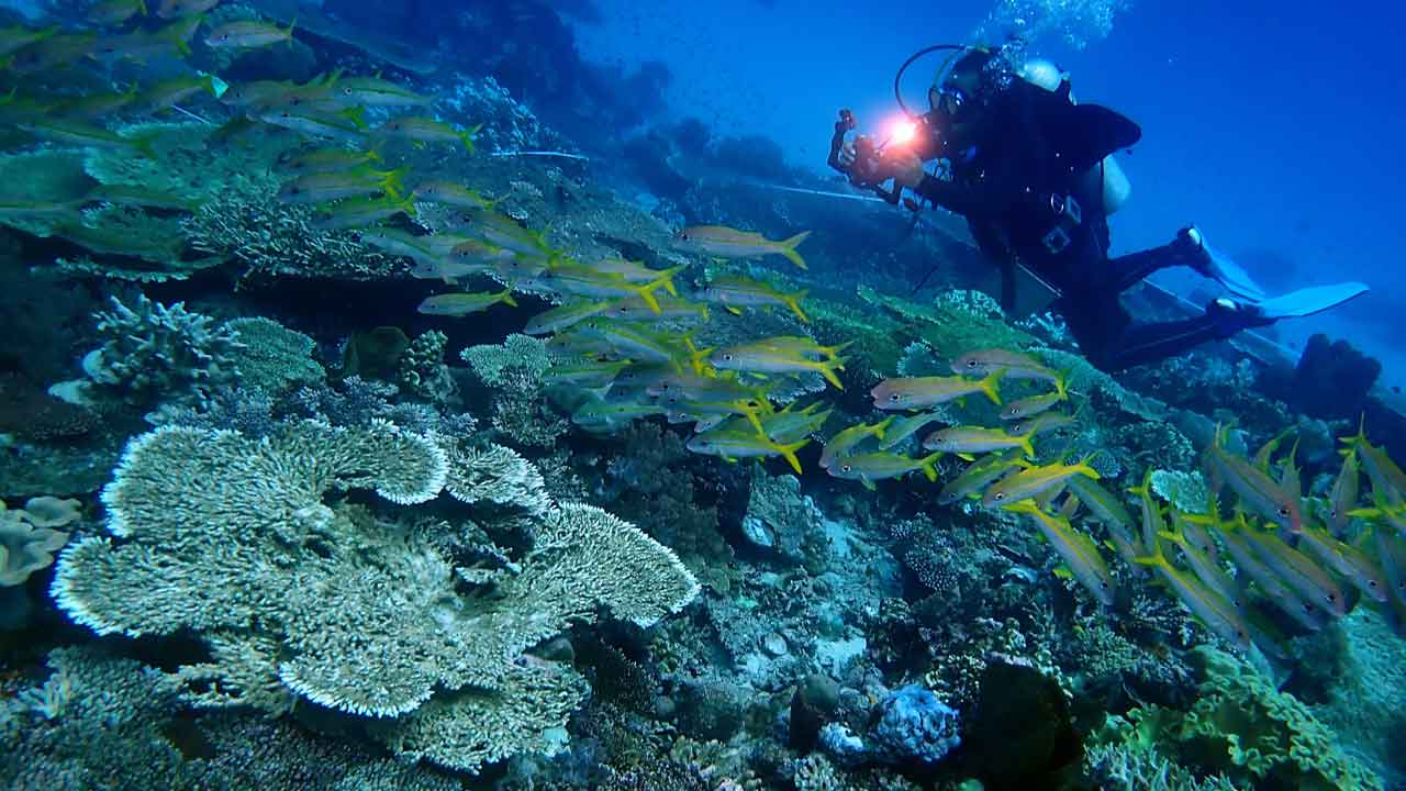 KONSERVASI: Pemerintah Indonesia melalui Kementerian Kelautan dan Perikanan (Kemen KP) telah meresmikan empat kawasan konservasi (KK) baru di perairan Provinsi Maluku. (CTC FOR RADAR JOGJA)