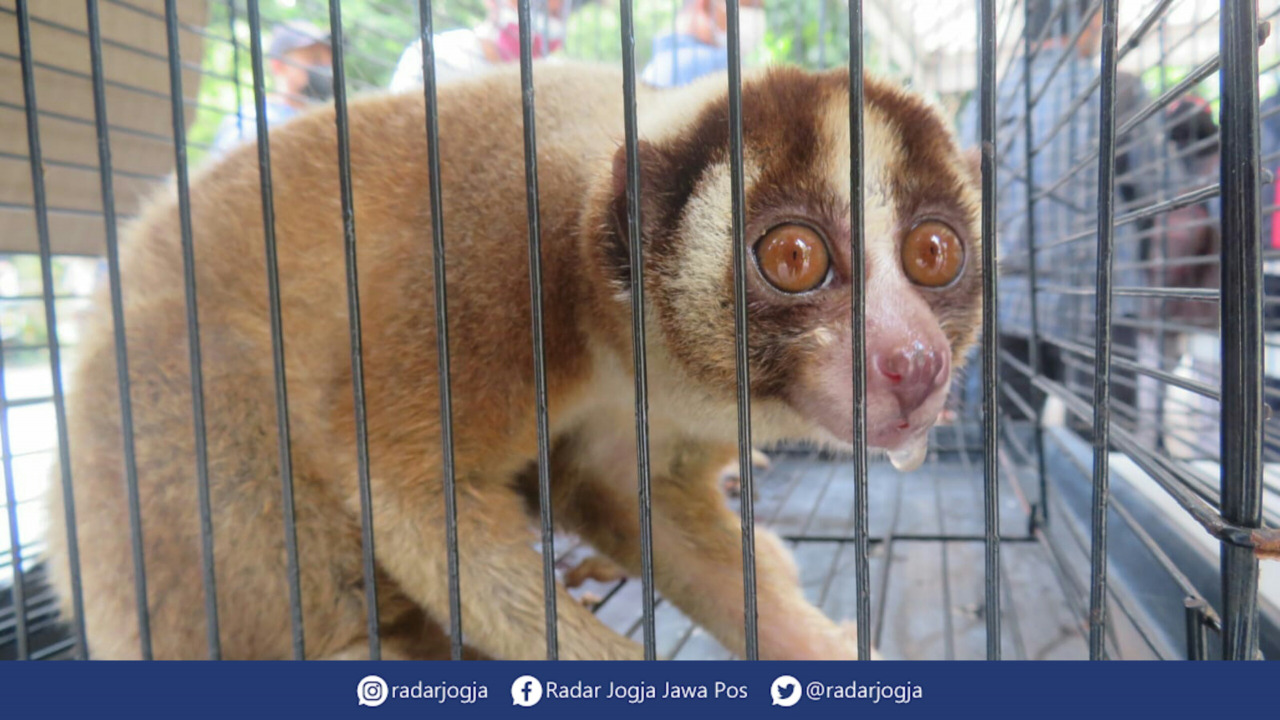 DOLINDUNGI : Patroli Cyber Satreskrim Polresta Jogja berhasil melacak pelaku penjualan satwa dilindungi. Pelaku atas nama Redo Josy Prakoso alias Ambon ditangkap di kediamannya di Karangturi, Semarang, Jawa Tengah. (DWI AGUS/RADAR JOGJA)