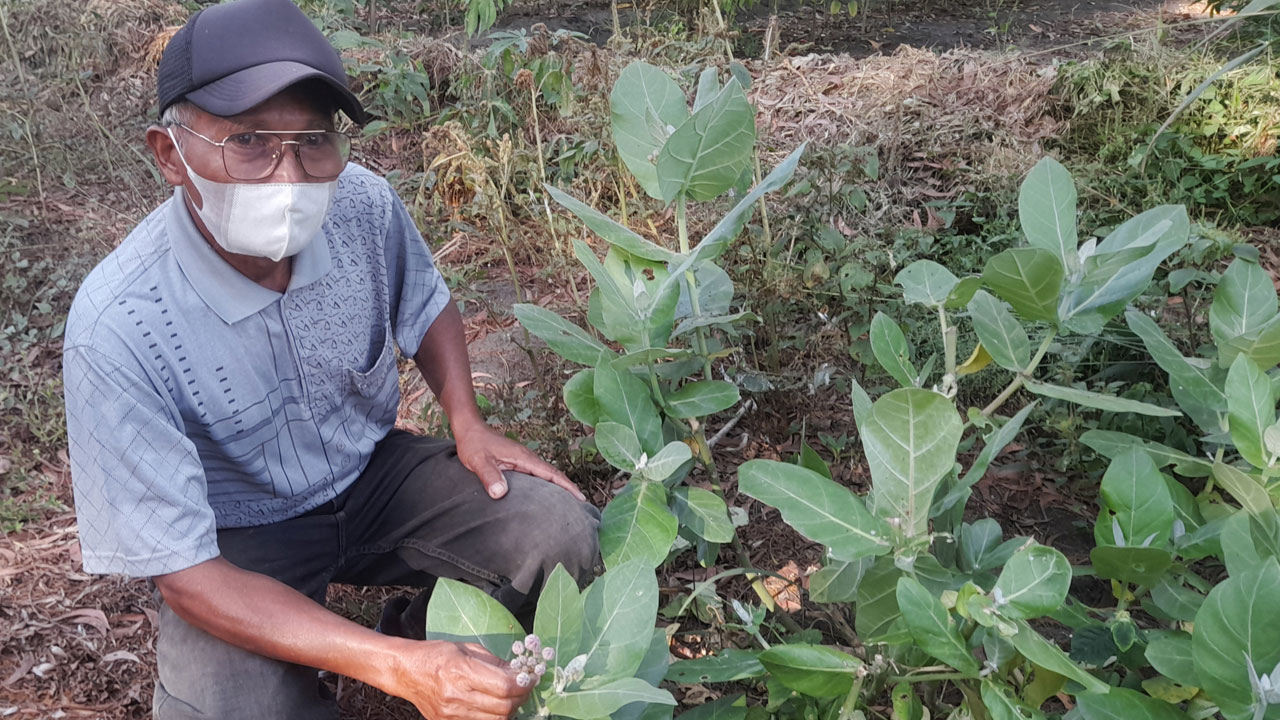 TERANCAM: Sadiyo menunjukkan tanaman widuri yang masih dapat dijumpai di Pantai Goa Cemara. Namun, kelestarian tanaman ini terancam akibat pembabatan yang dilakukan untuk pakan jangkrik.(SITI FATIMAH/RADAR JOGJA )