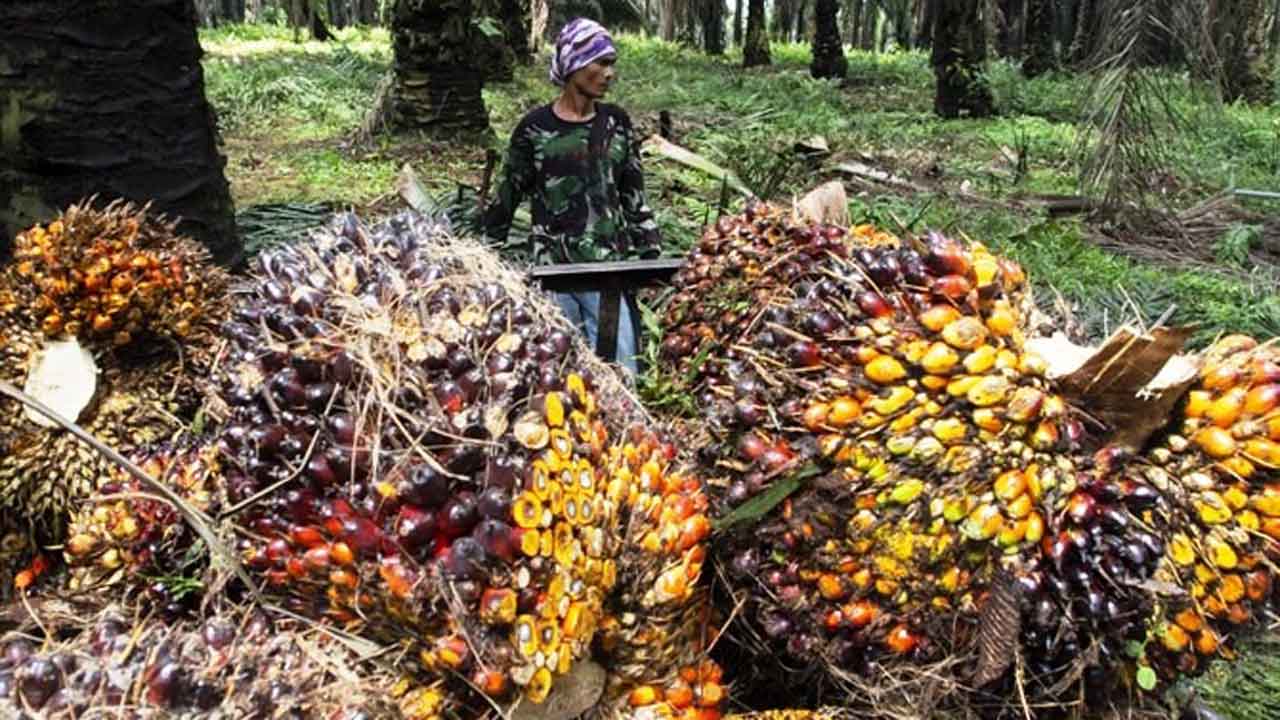 BUAH KELAPA SAWIT: Pekerja menyusun tandan buah segar (TBS) kelapa sawit  di kawasan Candali Bogor, Jawa Barat. Cangkang sawit yang sebelumnya sebagai limbah, kini diolah dan bisa diekspor ke Jepang sehingga bisa memberikan nilai tambah bagi pea i sawit.
