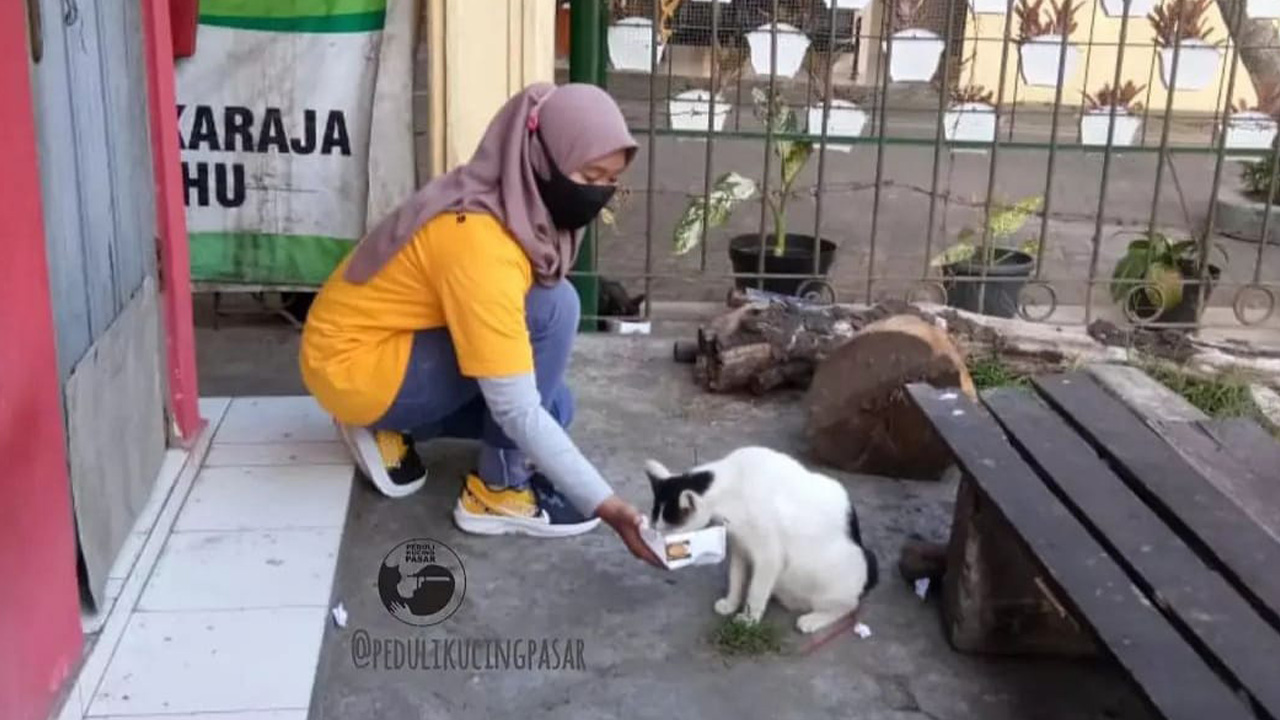 BERI PERHATIAN: Relawan saat memberikan makanan kepada kucing pasar.(PKP for Radar Jogja)