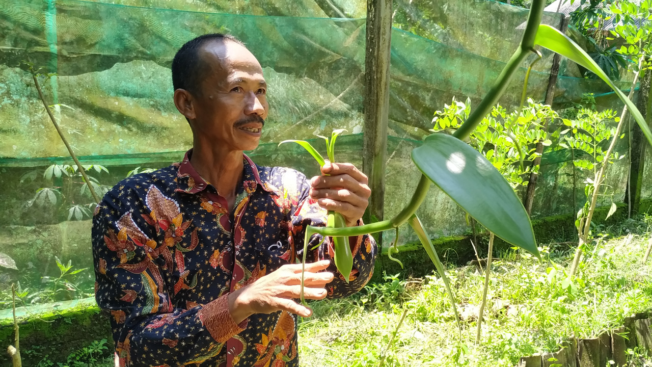 JADI ANDALAN: Surasa, 59, saat berada di perkebunan vanili miliknya, Padukuhan Sinogo, Pagerharjo, Samigaluh, Kulonprogo. Foto...produk-produk Vanili Mbajing.(IWAN NURWANTO/RADAR JOGJA)