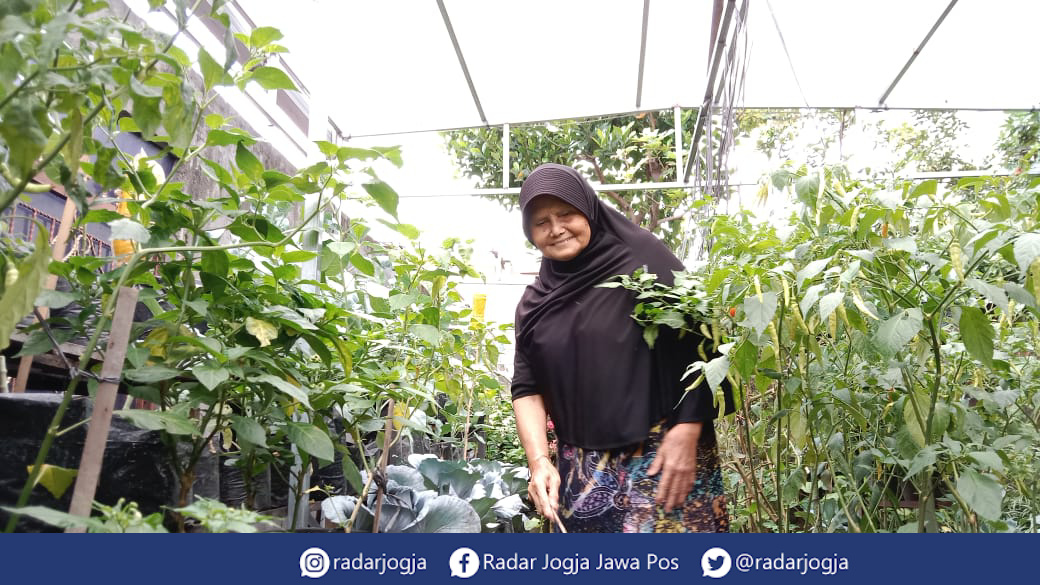 BERKEBUN : Berawal dari hobinya bercocok tanam, kebun pribadi milik Rismini warga Kalurahan Gowongan, Kemantren Jetis, Kota Jogja menjadi salah satu kebun percontohan di bawah Penyuluh Pertanian Lapangan (PPL) Dinas Pertanian dan Pangan (DPP) Kota Jogja.