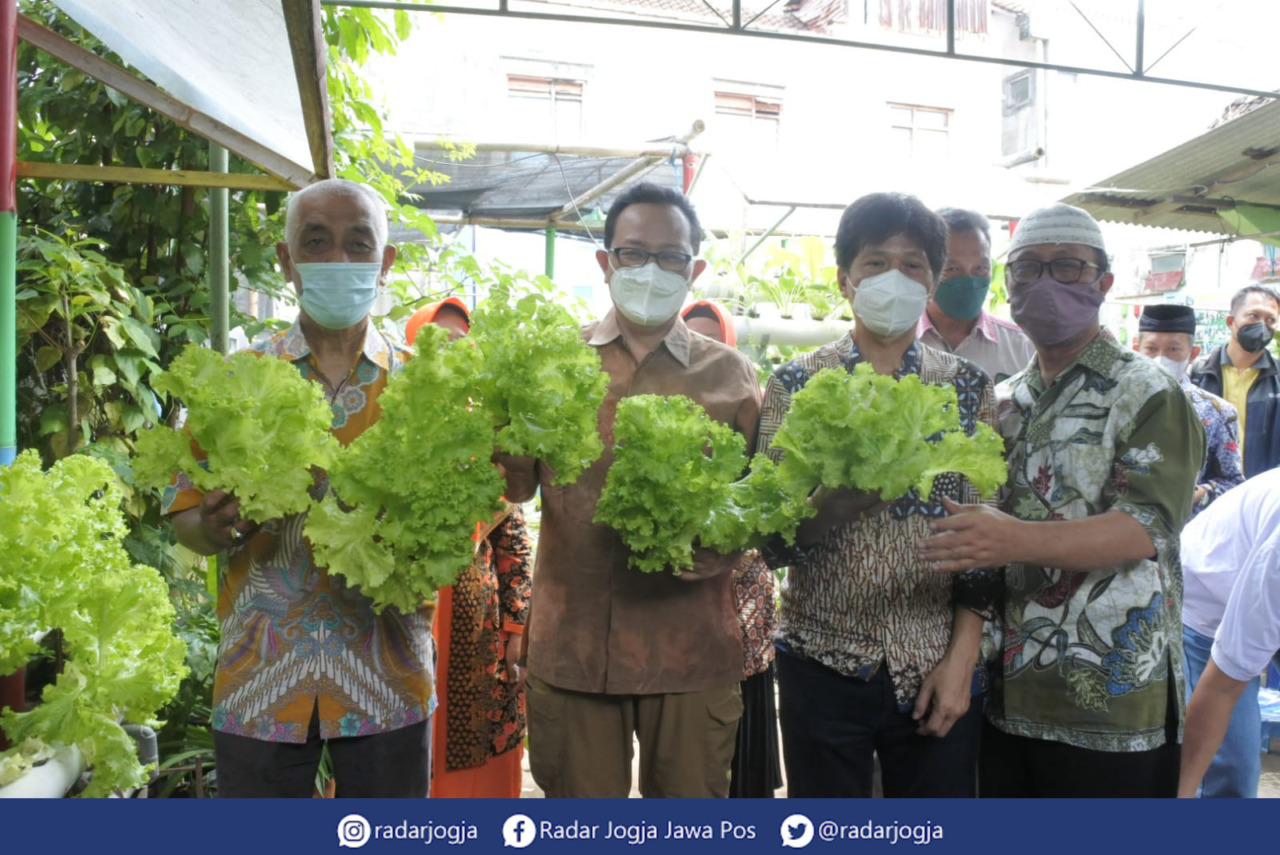 PANEN SELADA : Wakil Wali Kota Jogja Heroe Poerwadi saat ikut panen selada di Kampung Sayur Kauman Gondomanan, Selasa (1/2). (ANNISA KARIN/RADAR JOGJA)
