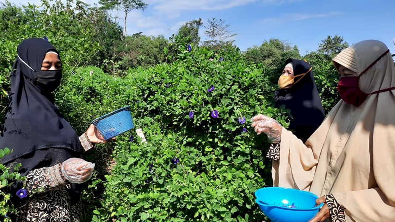 HASIL BUDI DAYA: Warga Kepuh Kulon tengah saat memanen bunga telang. (ISTIMEWA)