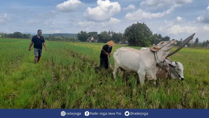 BAJAK: Petani mengarahkan sapi saat membajak sawah di Padukuhan Jodog, Kalurahan Gilangharjo, Kapanewon Pandak, Bantul.(SITI FATIMAH/RADAR JOGJA)