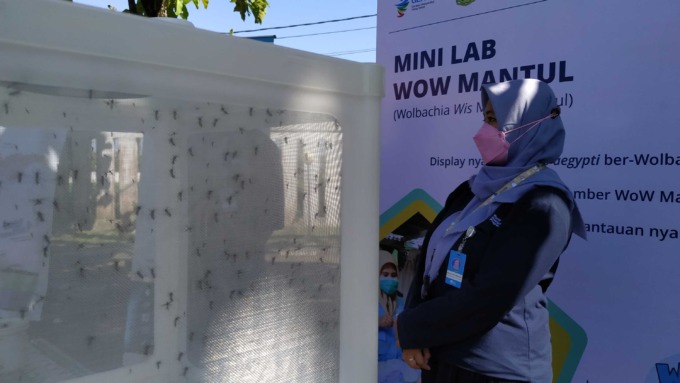 TEKAN DBD: Tim World Mosquito Program (WMP) saat menunjukan nyamuk yang sudah dikembangkan dengan teknologi Wolbachia di Halaman Dinas Kesehatan Bantul (24/5). Rencananya, nyamuk akan disebar di Kabupaten Bantul.(IWAN NURWANTO/RADAR JOGJA )