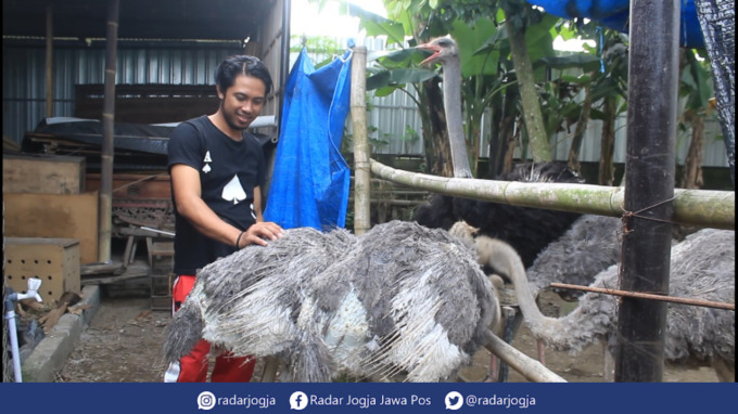 UNIK : Langgoso Aswin Putra menunjukkan burung unta di Mahasvin farm. (ANNISSA KARIN/RADAR JOGJA)