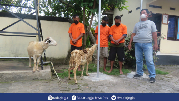 NEKAT : Trio HM, SM dan SL diamankan personel Polsek Gamping akibat mencuri 8 ekor kambing dari kandang milik warga di Jalan Baru Gamolz Balecatur, Gamping Sleman. (DWI AGUS/RADAR JOGJA)