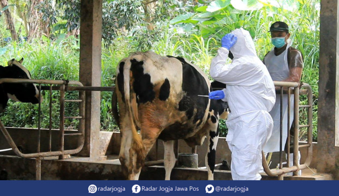 IMUNITAS SAPI : Pemerintah Kabupaten Sleman meluncurkan vaksin perdana untuk mencegah meluasnya wabah PMK di Srunen, Glagaharjo, Cangkringan, Sleman, Sabtu (25/6). (ANNISSA KARIN/RADAR JOGJA)
