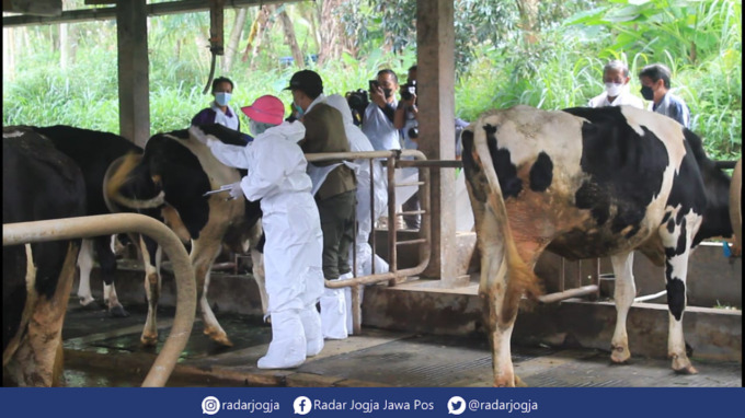 STERIL : Kondisi kandang komunal sapi di Kabupaten Sleman yang dijaga agar tetap steril dari PMK. (ANNISSA KARIN/RADAR JOGJA)