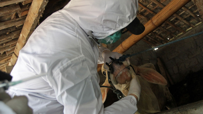 DIPERIKSA: Petugas gabungan dari Puskeswan Sleman dan Fakultas Kedokteran Hewan UGM memeriksa kondisi kesehatan hewan ternak sapi, di kandang sapi terpadu, Krebet, Bimomartani, Ngemplak, Sleman, Rabu (22/6).(GUNTUR AGA TRITANA/RADAR JOGJA)