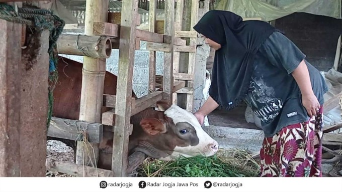 TERNAK SEHAT: Keluarga Sukarman, warga Pendem, Kalurahan Sidomulyo, Kapanewon Pengasih memperlakukan ternak sapi miliknya dengan penuh perhatian.(HENDRI UTOMO / RADAR JOGJA)