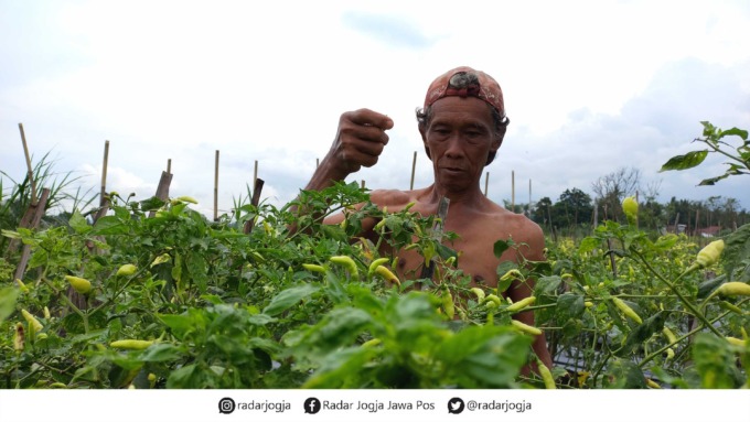 JADI INCARAN: Petani cabai asal Padukuhan Pojokan, Caturharjo, Sleman Suwandi saat ditemui di ladangnya (14/6). Beberapa waktu lalu, cabai siap panen miliknya sempat dicuri.(MEITIKA CANDRA LANTIVA/RADAR JOGJA)