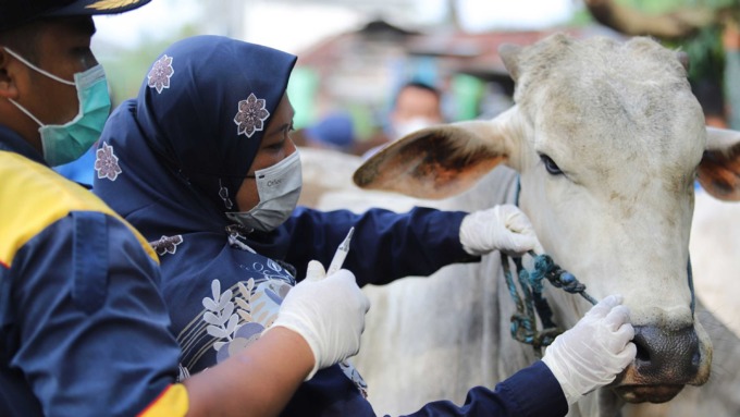 TERSEDIA: Hewan ternak di pasar hewan di Kabupaten Bantul mulai langka. Bahkan saat ini, harga jualnya mencapai Rp 22 juta per ekor.(DOKUMENTASI HUMAS PEMKAB BANTUL)