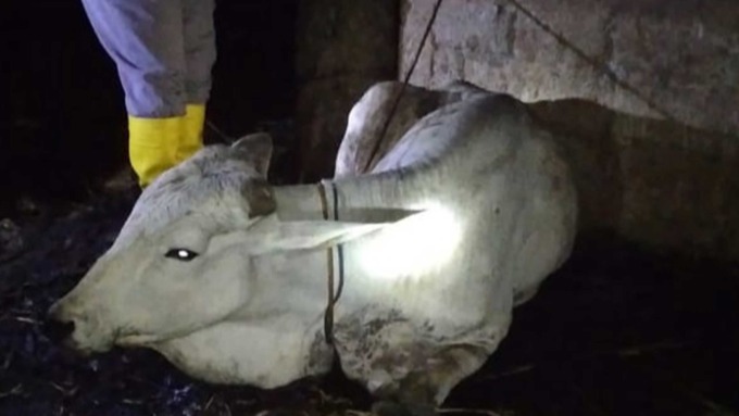 BIAR SEMBUH: Kepala Bidang Kesehatan Hewan, Dinas Peternakan dan Kesehatan Hewan GunungkidulRetno Widiastuti melalukan pengobatan terhadap ternak terjangkit PMK.(ISTIMEWA)