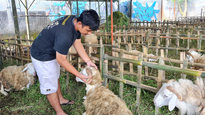 PERSIAPAN KURBAN: Depo hewan ternak milik Muhtarom ini menyediakan puluhan kambing maupun domba untuk Idul Adha. Dia tidak menyediakan sapi atau kerbau lantaran ragu dengan banyaknya kasus PMK.(Naila Nihayah/Radar Jogja)