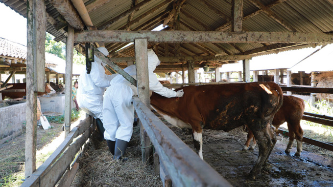 MASIH MINIM: Jumlah hewan ternak di Bantul yang mendapatkan suntikan vaksin penyakit mulut dan kuku baru 1.100 ekor. Sementara jumlah populasi sapi di Bantul mencapai 37 ribu ekor.(RADAR JOGJA FILE)