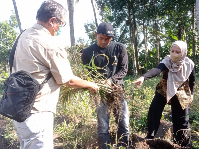 PANEN : Jika Korea Selatan terkenal dengan gingseng, kini jahe merah akan dipromosikan sebagai ikon herbal Indonesia. Hal itu mulai diwujudkan PT Kalbe Farma Tbk (Kalbe) dengan Negeri Jahe Merah yang dirancang oleh Business Unit Bintang Toedjoe Inovasi Na