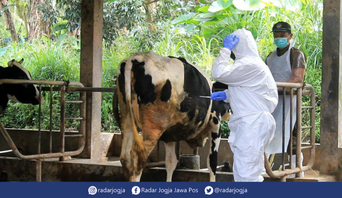 SEHAT : Penyuntikan vaksin PMK oleh Dinas Pertanian, Pangan dan Perikanan Sleman di Srunen, Glagaharjo, Cangkringan medio Juni 2022. (ANNISSA KARIN/RADAR JOGJA)