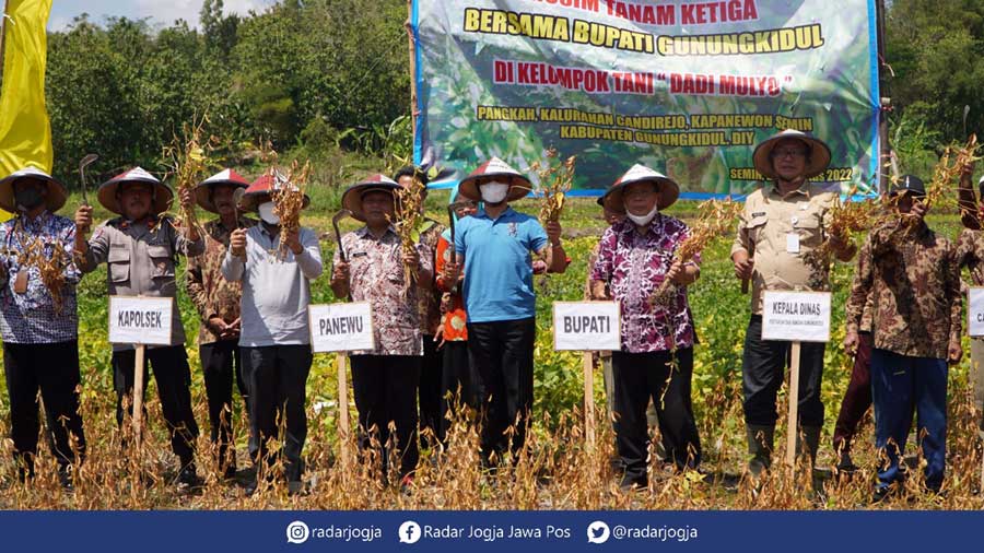 SESUAI HARAPAN - Panen raya kedelai pada musim tanam ketiga wilayah Kapanewon Semin kemarin (25/8). (GUNAWAN/RADAR JOGJA)