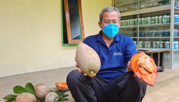 UNIK: Irul saat melakukan budi daya sawo jenis Mamey Sapote atau yang biasa disebut sawo raksasa di rumahnya (15/8). Berat sawo yang dibudidaya Irul, bisa mencapai dua kilogram.(Naila Nihayah/Radar Jogja )