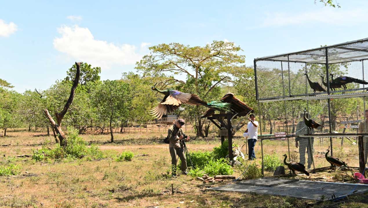 KEMBALI KE HABITAT: Pelepasliaran merak hijau di Taman Nasional Baluran, Situbondo, Jawa Timur, Senin (29/8). (HUMAS POLDA DIJ)