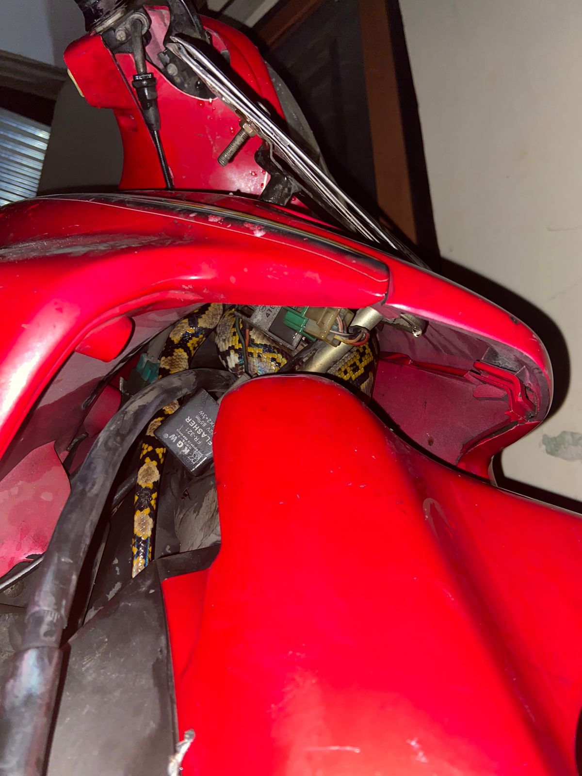 NYAMAN : Ular tengah bersembunyi di dek kendaraan bermotor milik warga Jogja. (DOKUMENTASI DINAS DAMKAR DAN PENYELAMATAN)