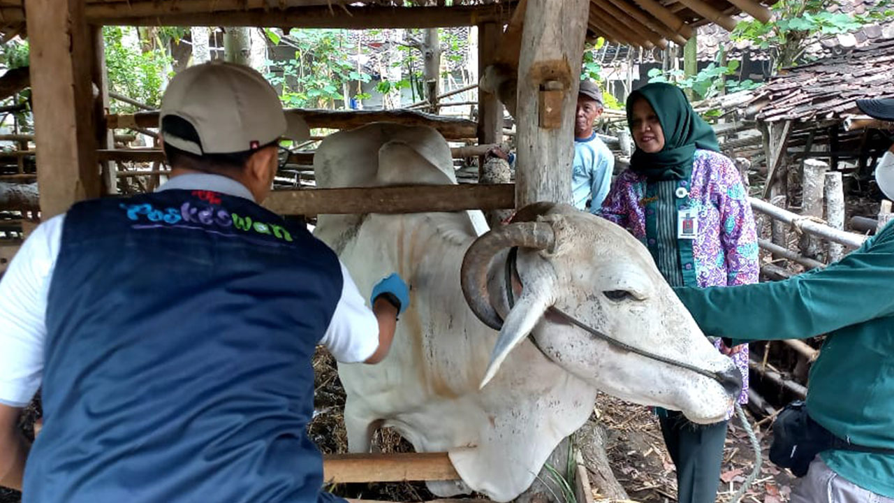 CEK KESEHATAN - Kepala Dinas Peternakan dan Kesehatan Hewan Kabupaten Gunungkidul Wibawanti (baju batik) memantau langsung kondisi kesehatan hewan ternak milik warga.(GUNAWAN/RADAR JOGJA)