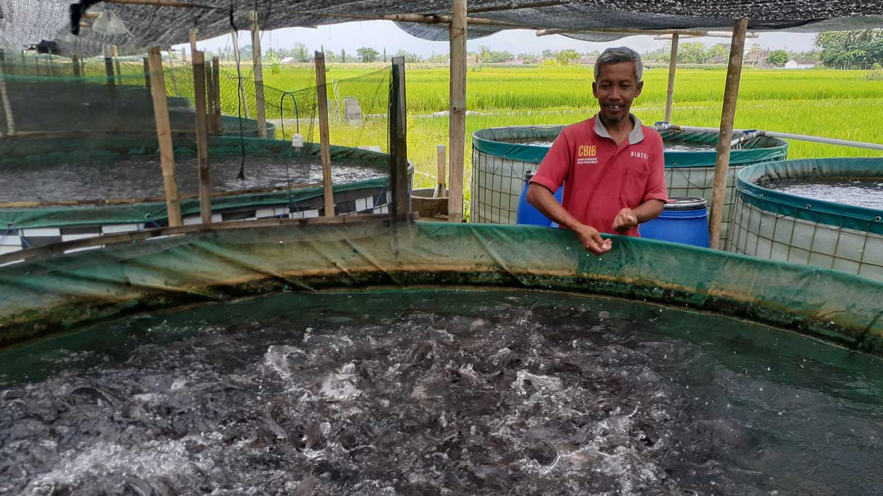 MENJANJIKAN: Muhammad Supriyanto saat mengecek kolam terpal budi daya lele sistem kocor di kolam milik kelompok Banyuwiyoso, Padukuhan Gumuk, Ringinharjo, Bantul.(IWAN NURWANTO/RADAR JOGJA)