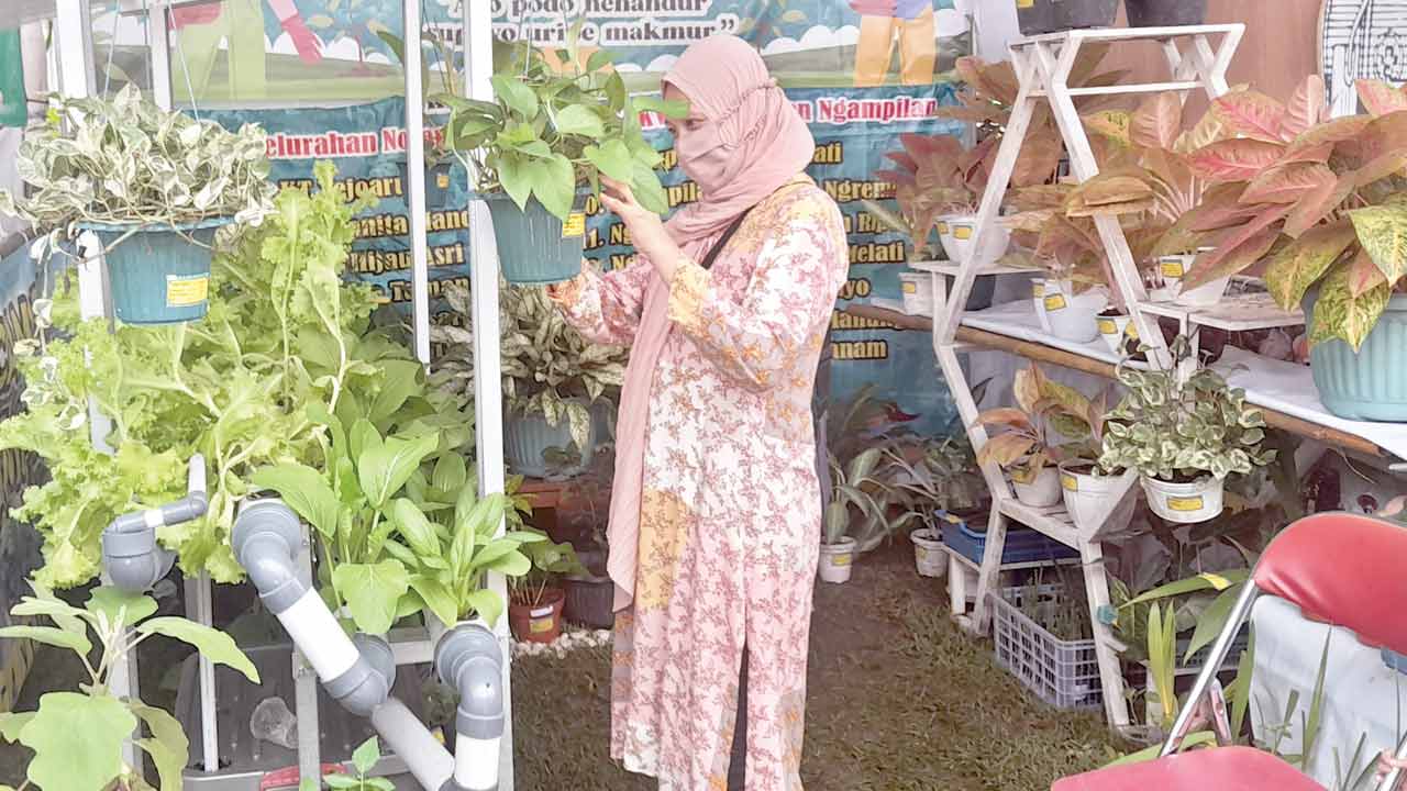 HIDROPONIK: Keterbatasan lahan tak membuat warga Kota Jogja kekurangan produk pertanian. Salah satu di antaranya didapat dari budidaya sayur oleh warga Ngampilan dengan metode hidroponik. (Siti fatimah/radar jogja)