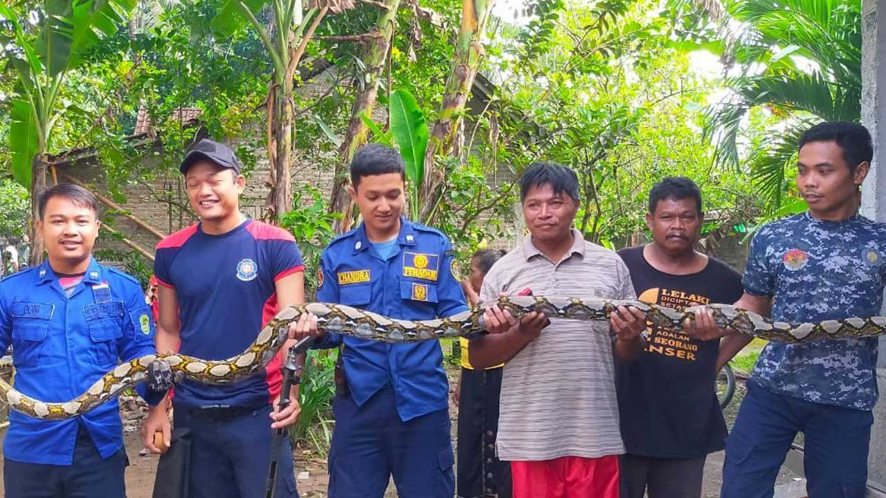 EVAKUASI: Wujud ular sanca kembang yang dievakuasi oleh petugas Damkarmat BPBD Bantul dari kandang ayam milik warga di Padukuhan Tangkil, Srihardono, Pundong kemarin (14/11).(DOK DAMKARMAT BPBD BANTUL)