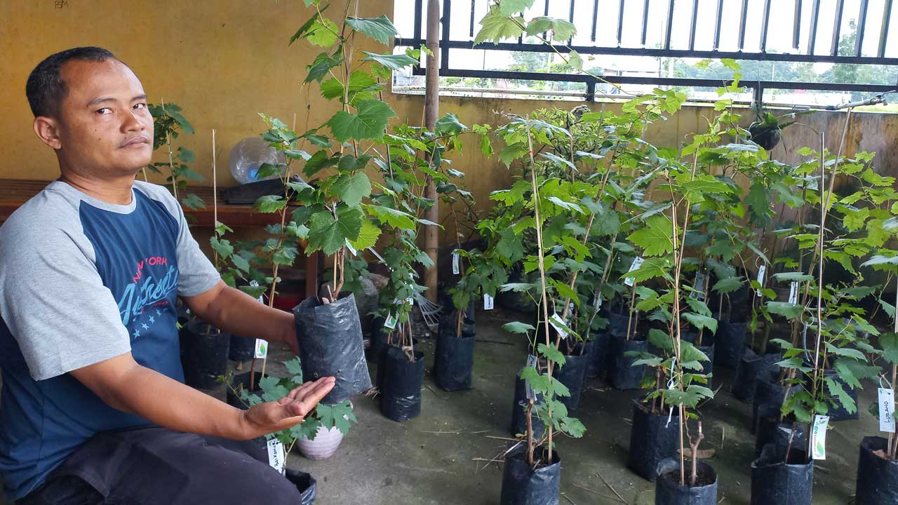 SIAP TANAM: Dukuh Tapen Kasianto menunjukkan aneka macam bibit anggur impor di kediamannya, kemarin (14/11). Bibit anggur bantuan dari kalurahan tersebut hendak ditanam sebagai upaya merintis kampung anggur.(MEITIKA CANDRA LANTIVA/RADAR JOGJA)