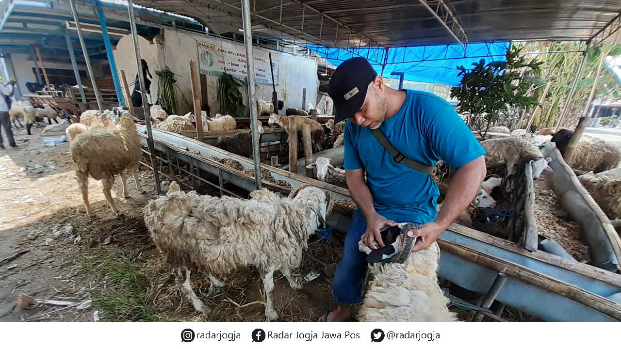 MASIH KURANG: Pedagang kambing yang ada di Bantul. Saat ini Bantul hanya bisa memenuhi 5 persen kebutuhan kambing bagi pengusaha kuliner.(IWAN NURWANTO/RADAR JOGJA)